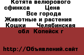 Котята велюрового сфинкса. .. › Цена ­ 15 000 - Все города Животные и растения » Кошки   . Челябинская обл.,Копейск г.